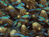 bluegreen chromis