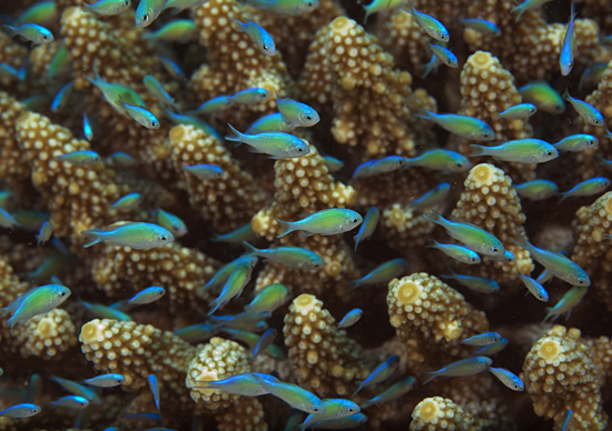 bluegreen chromis