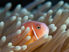 pink anemonefish