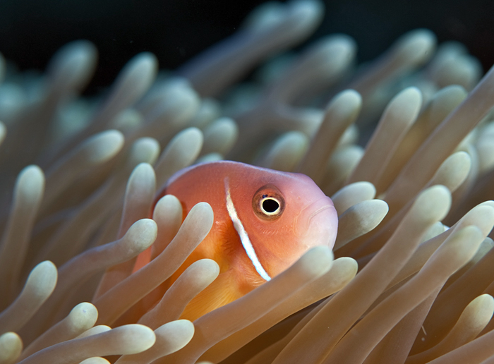 pink anemonefish
