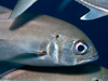 bigeye trevally (fish) in Kimbe Bay, Papua New Guinea