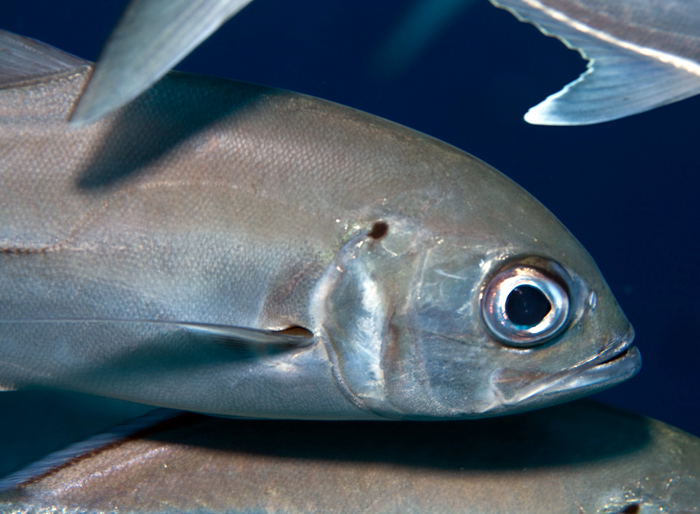 bigeye trevally (fish) in Kimbe Bay, Papua New Guinea