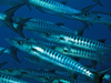 school of blackfin barracuda near reef in Papua New Guinea
