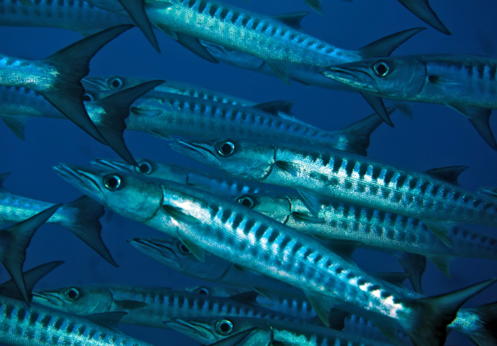 school of blackfin barracuda near reef in Papua New Guinea