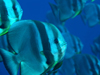 teira batfish