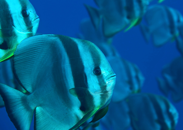teira batfish