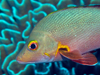 Paddletail snapper