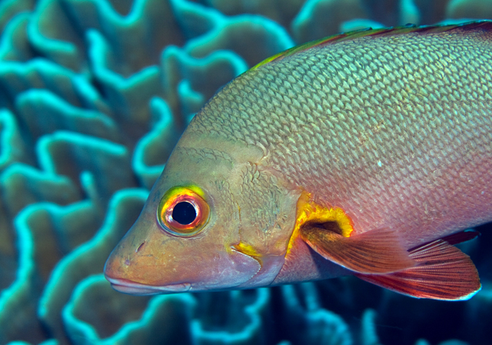 Paddletail snapper