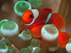 spinecheek anemonefish