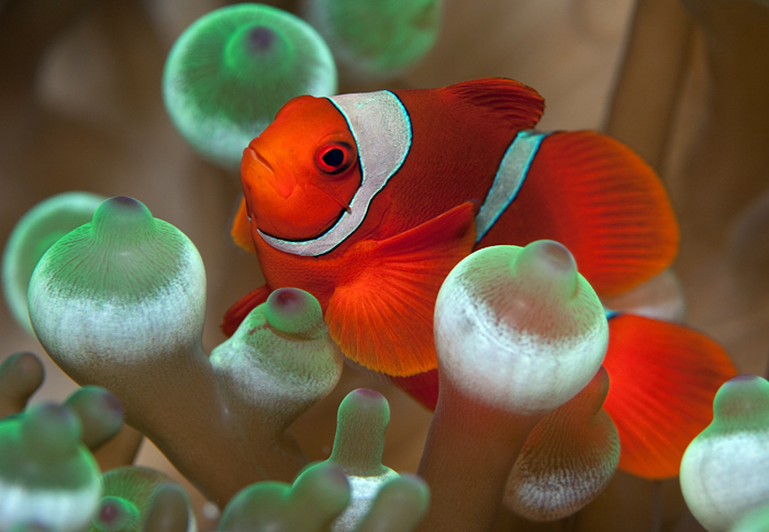 spinecheek anemonefish