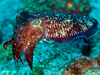 cuttlefish, Sepia, near Papua New Guinea