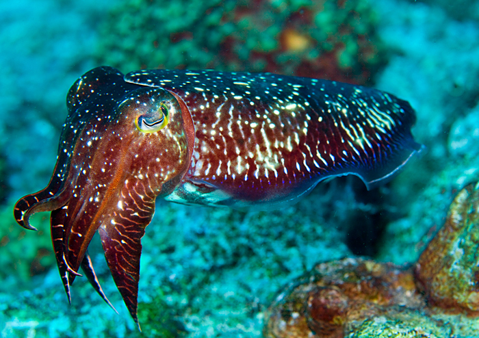 cuttlefish, Sepia, near Papua New Guinea