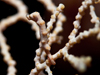 pygmy seahorse on gorgonian coral in Kimbe Bay, Papua New Guinea