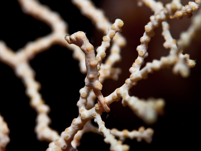 pygmy seahorse on gorgonian coral in Kimbe Bay, Papua New Guinea