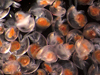 Pteropods