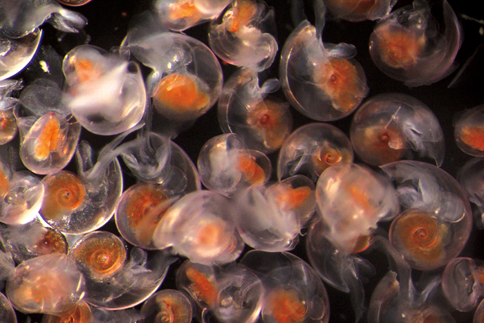 Pteropods