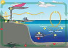 Following the Carbon Cycle