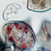 WHOI's Harmful Algae Website