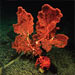 Life at Seamounts