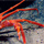 Shellfish