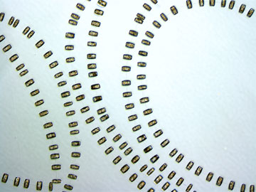 The marine diatom Thalassiosira rotula.