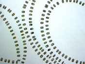 Colimitation in Diatoms 