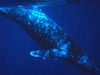 Humpback whale underwater.