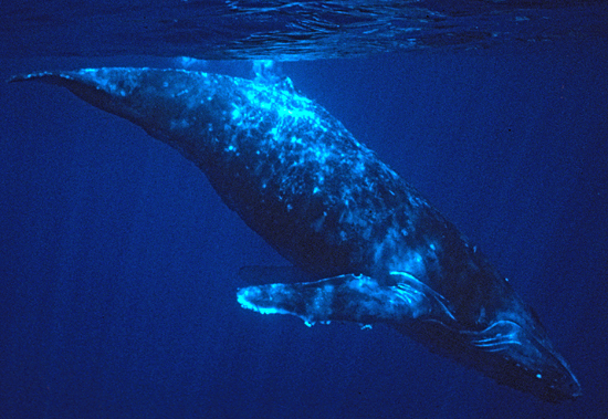 Humpback whale underwater.