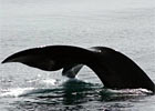 Marine Mammal Behavior Laboratory