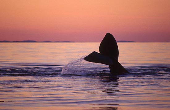 North Atlantic right whale