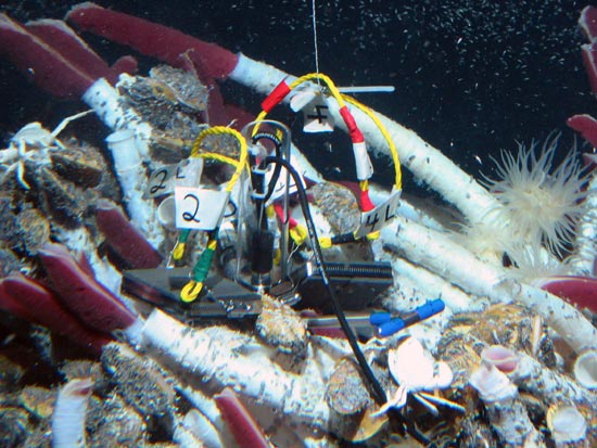 Tica Vent Tubeworms