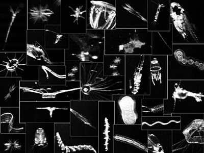 Images of plankton