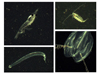 Video plankton recorder