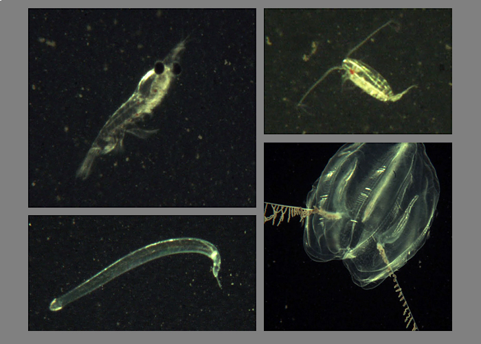 Video plankton recorder
