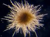 Using the VPR, scientists found surprising abundances of cyanobacterium, such as Trichodesmium thiebautii.
