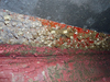 Barnacles on Knorr