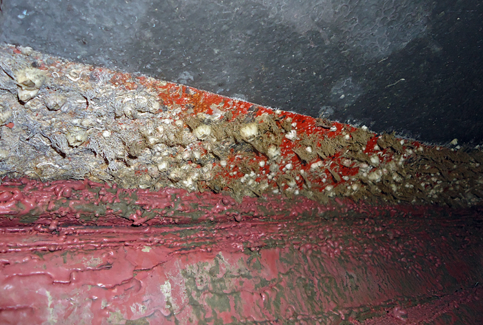 Barnacles on Knorr