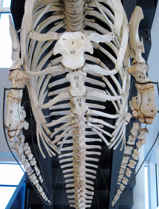 pilot whale skeleton