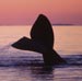 Right Whales