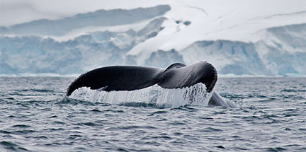 whales feeding young