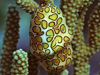 marine snail cyphoma