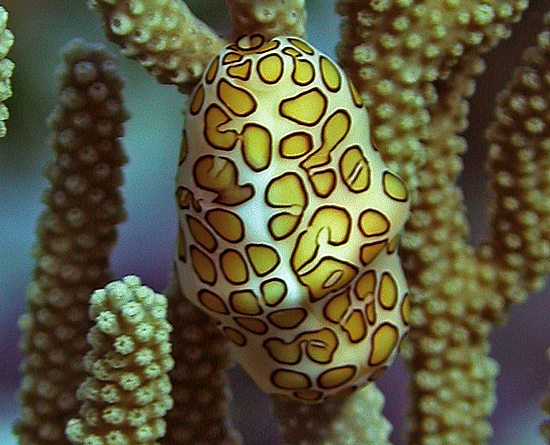 marine snail cyphoma