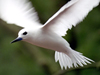 The White Tern (Gygis alba) nests on coral islands throughout the tropics.