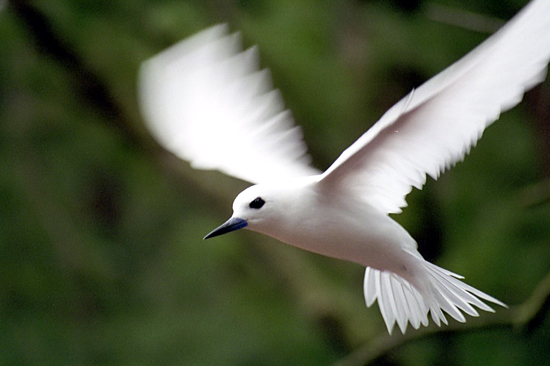 The White Tern (Gygis alba) nests on coral islands throughout the tropics.