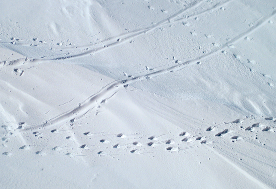 penguin prints in the snow