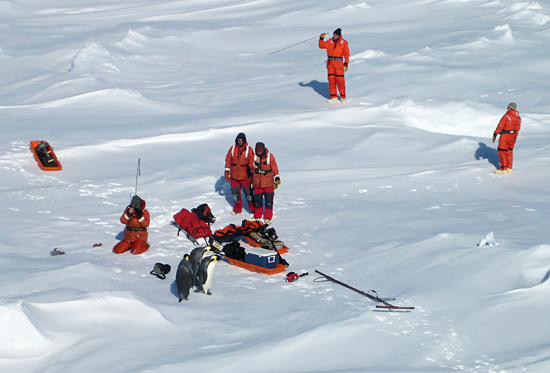 penguins visiting expedition