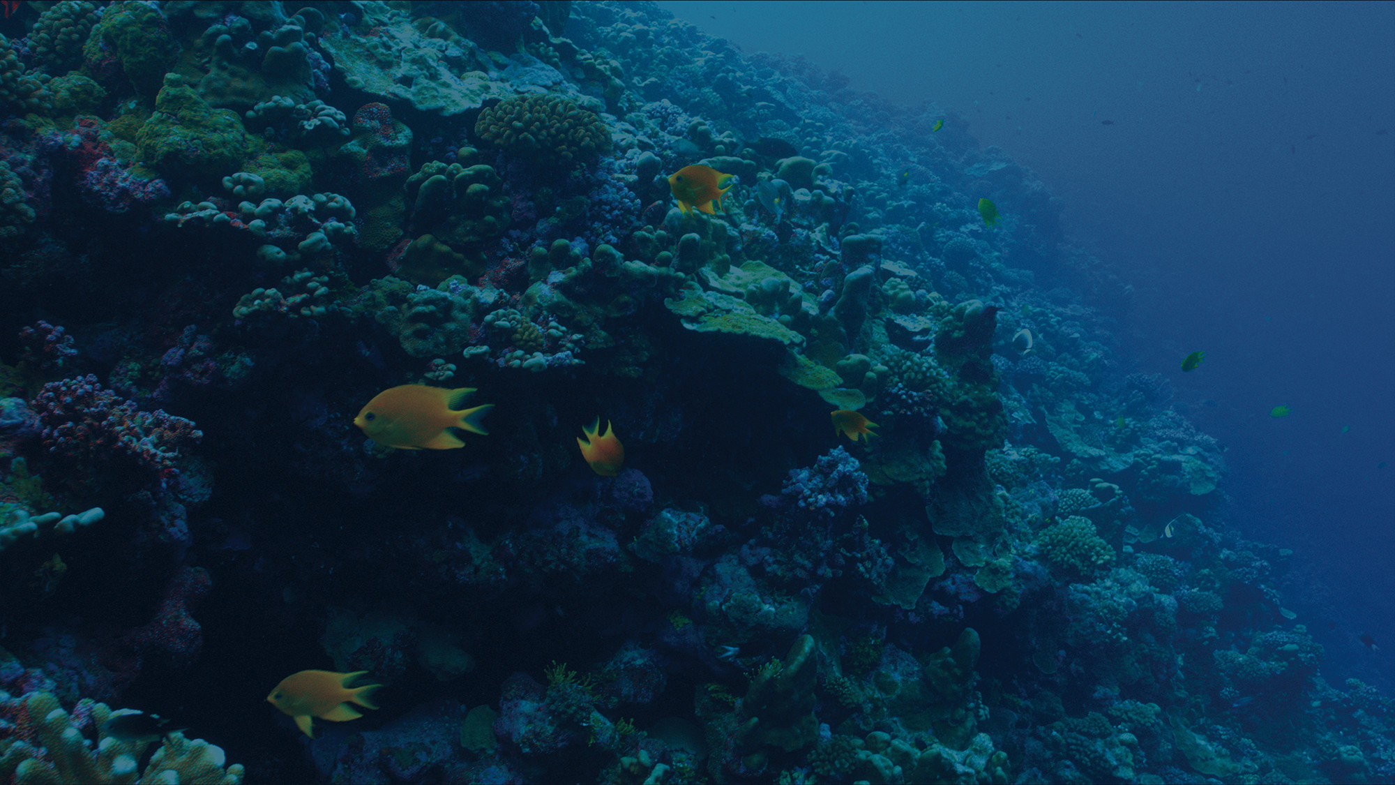 woods hole oceanographic institution