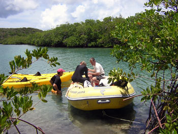 Ciguatera fish poisoning article photo