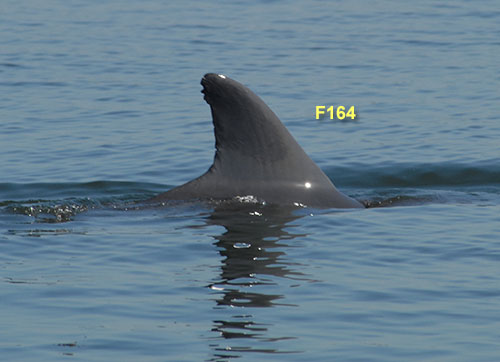 Dolphin F164