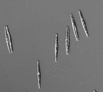 i146diatom